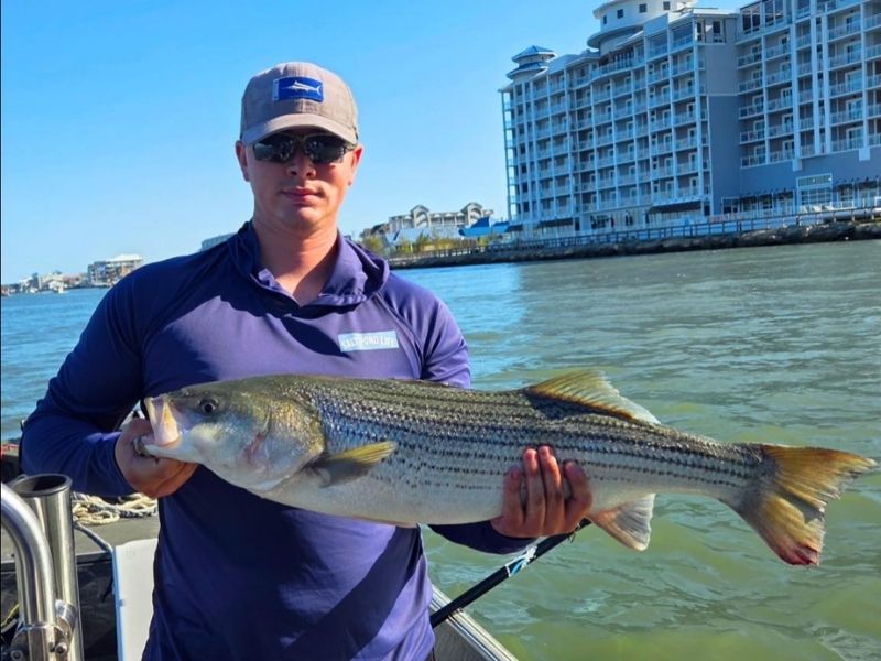 Striped bass Ocean City Maryland