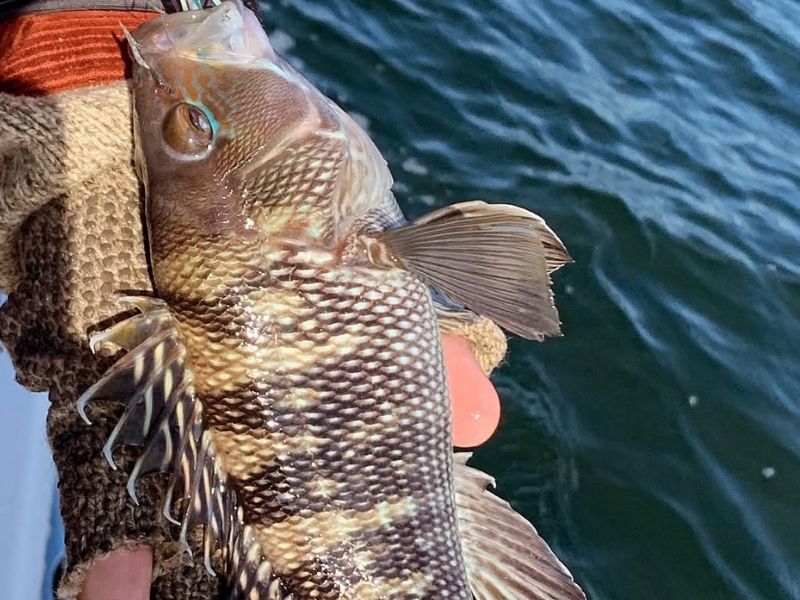 black sea bass fishing virginia