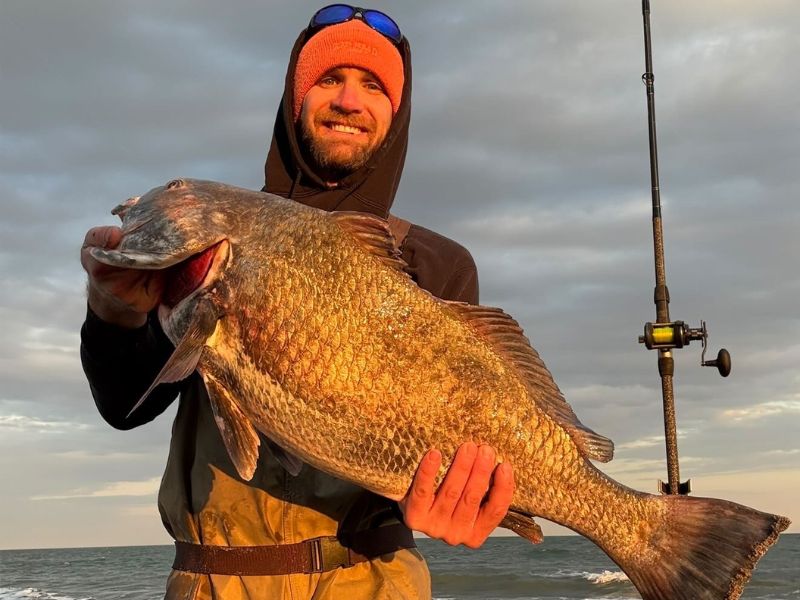 Black drum fishing eastern shore