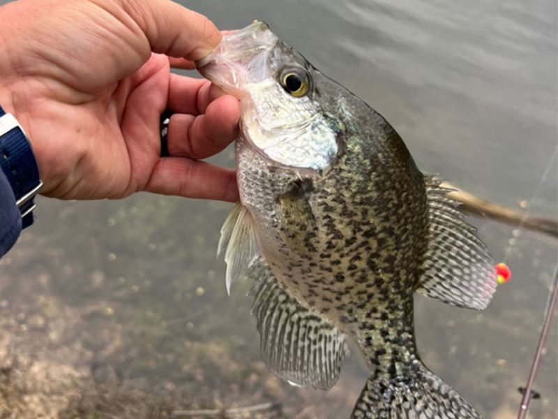 crappie fishing spring fishing