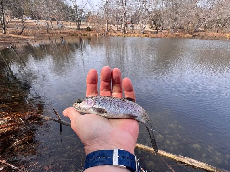 rainbow trout pond fishing maryland trout stocking