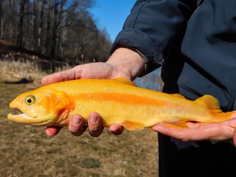 Trout fishing Virginia 