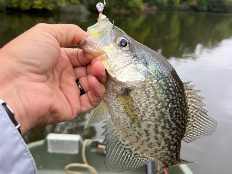 Crappie fishing