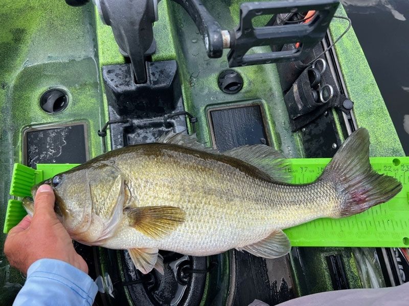 Largemouth bass summer fishing