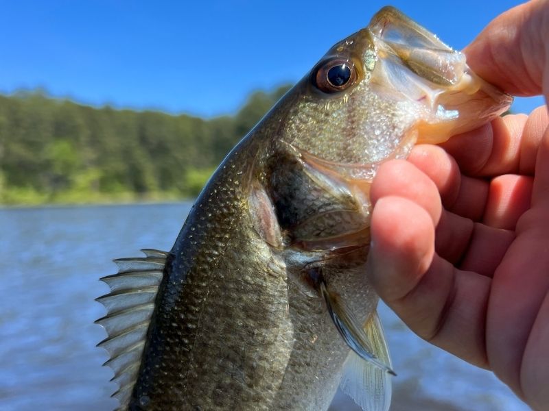 Largemouth bass fishing