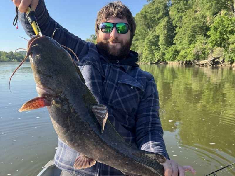 flathead catfish invasive species