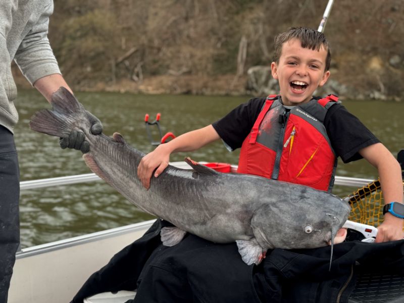 blue catfish chesapeake bay invasive species