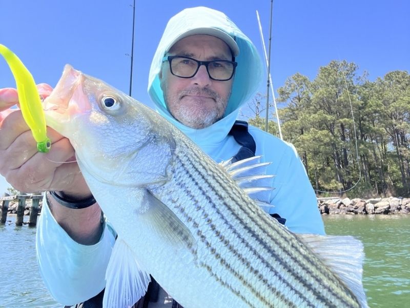 Striped bass fishing Chesapeake Bay