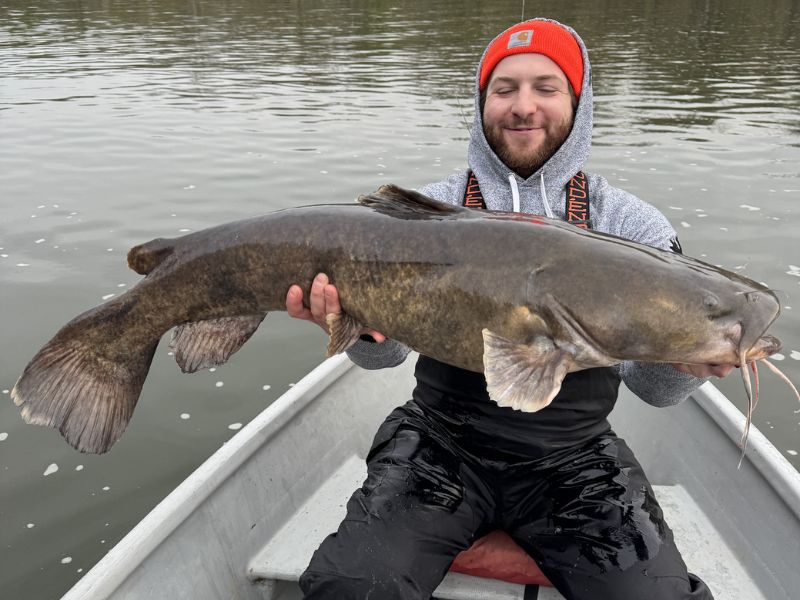 flathead catfish invasive species