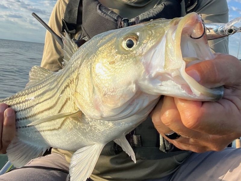 striped bass fishing chesapeake bay