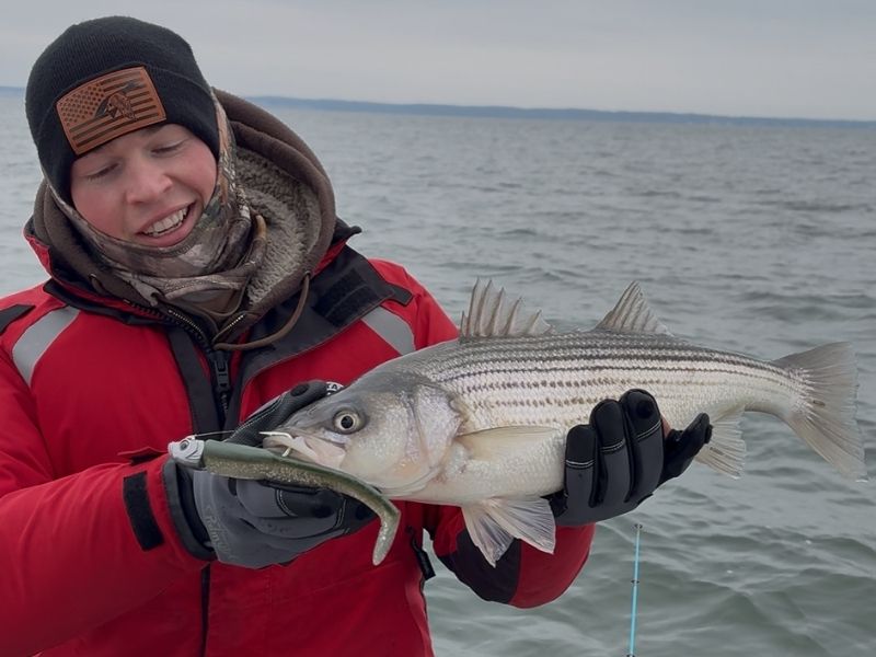striped bass chesapeake bay fishing