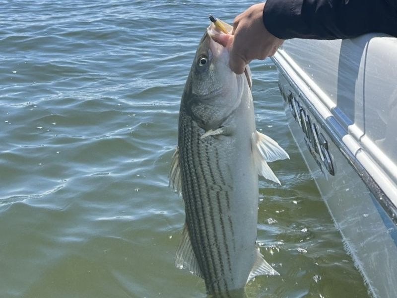 striped bass fishing chesapeake bay