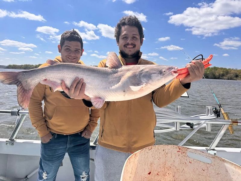 blue catfish chesapeake bay invasive species