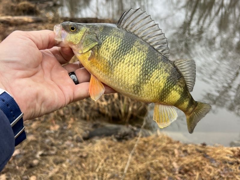 Spring yellow perch fishing