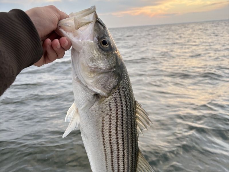 striped bass fishing chesapeake bay