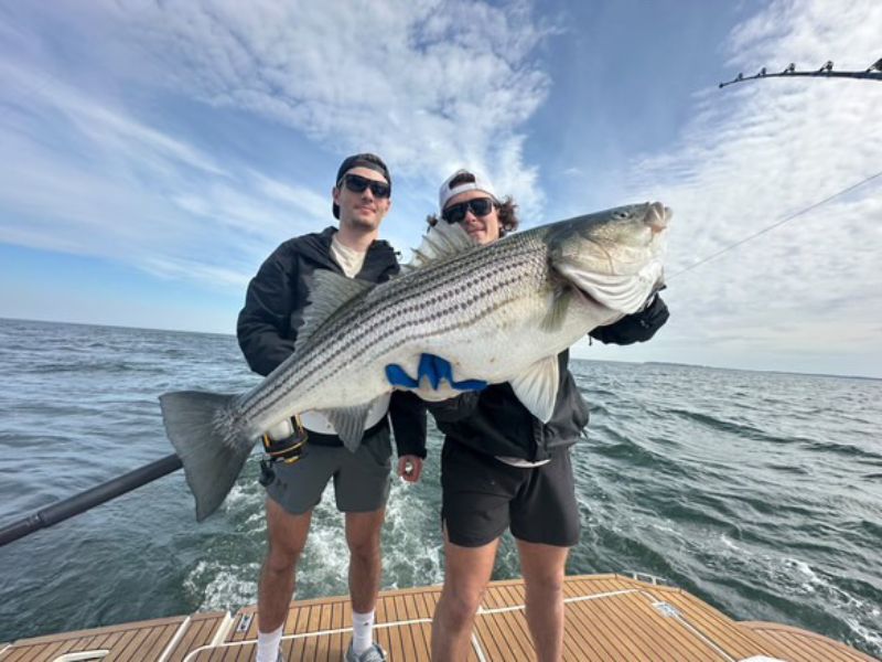 Striped bass trolling chesapeake bay