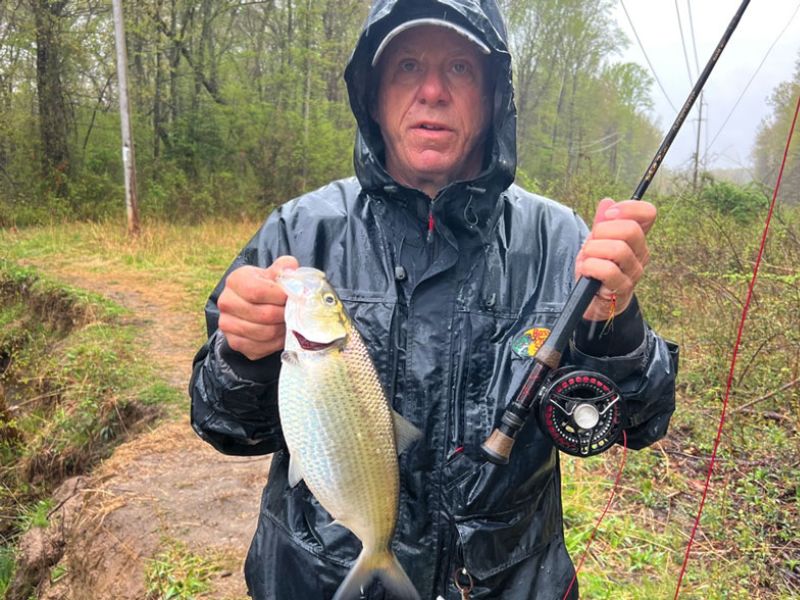 shad fishing spring fishing hickory shad