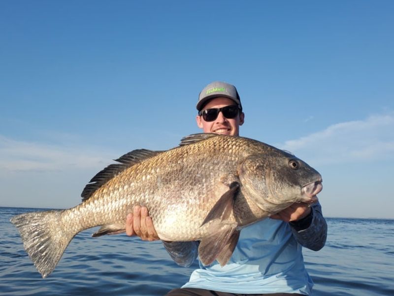 Black drum fishing Chesapeake Bay