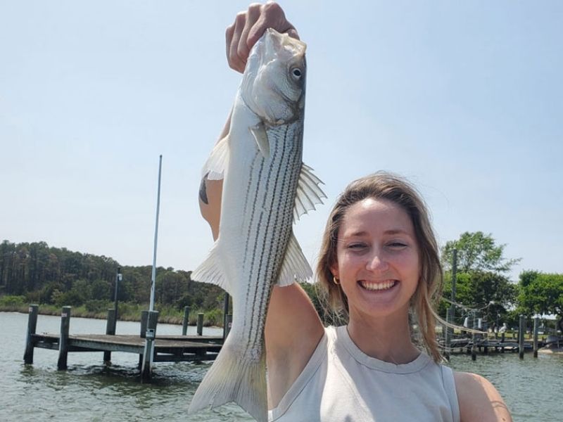 striped bass fishing chesapeake bay