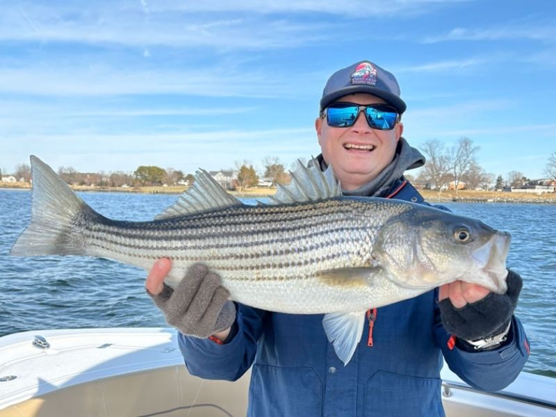 Striped bass fishing Chesapeake Bay