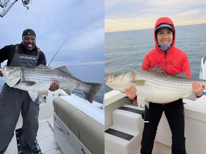 trophy striped bass fishing chesapeake bay