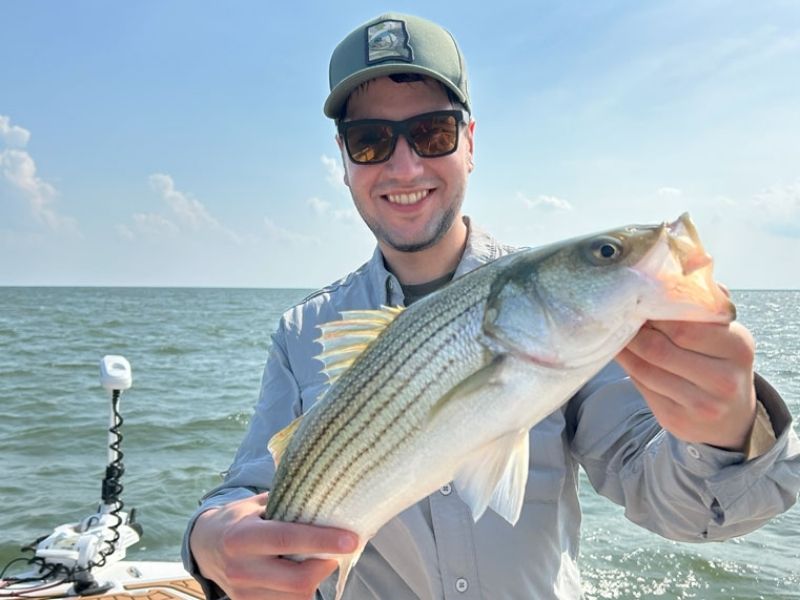 striped bass fishing chesapeake bay
