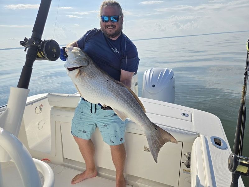 Bull red drum Chesapeake Bay