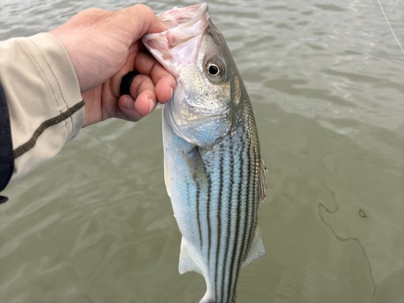 striped bass fishing chesapeake bay