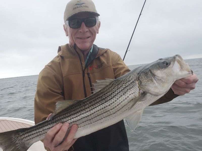 striped bass fishing chesapeake bay