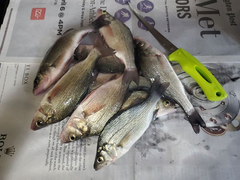 White perch fishing chesapeake bay