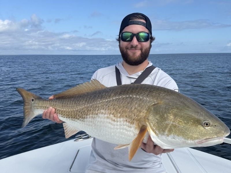 Bull red drum Chesapeake Bay