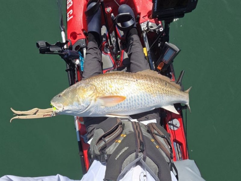 red drum fishing Chesapeake Bay