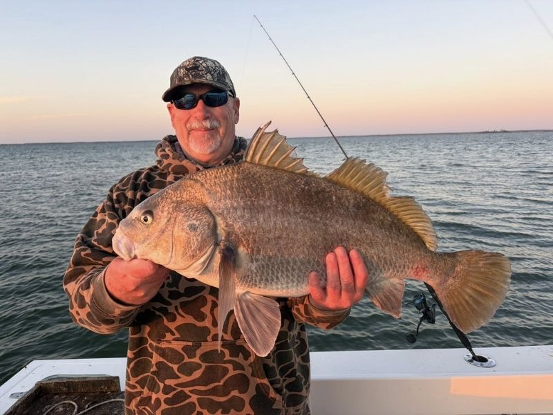 Black drum fishing Chesapeake Bay