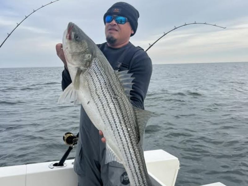 Striped bass fishing Eastern Shore 