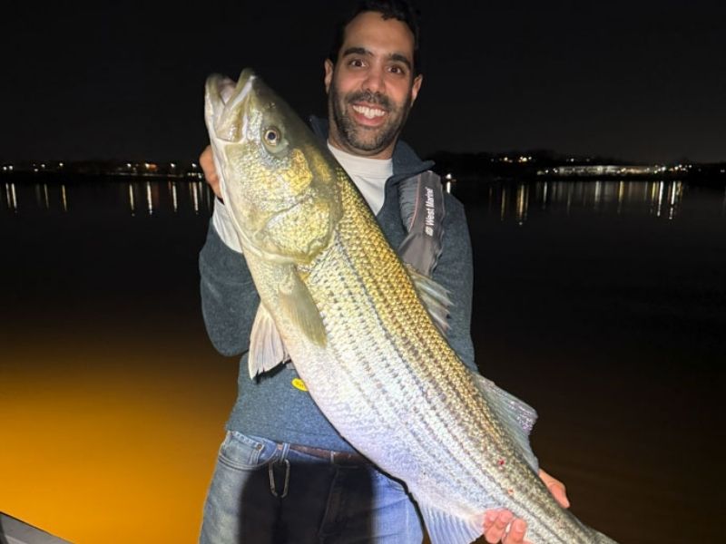 Striped bass fishing Chesapeake Bay