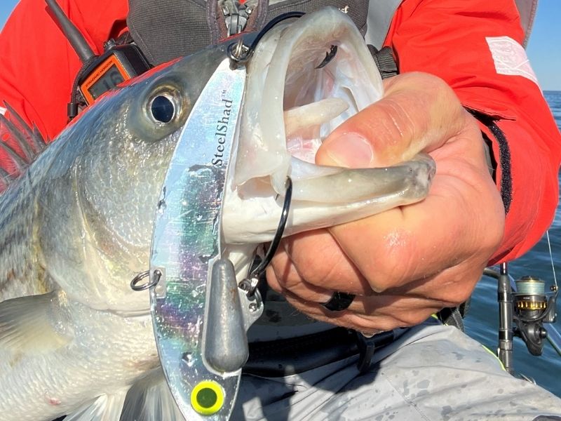 Striped bass fishing
