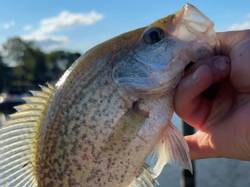 Crappie fishing Chesapeake Bay