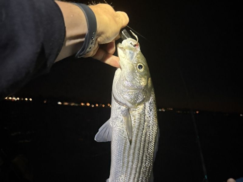 striped bass fishing chesapeake bay