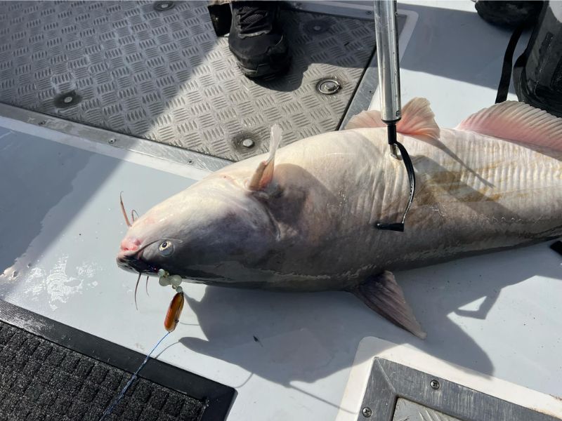 blue catfish chesapeake bay invasive species