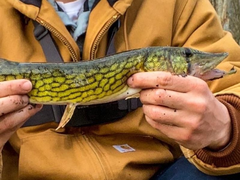 pickerel fishing chesapeake bay