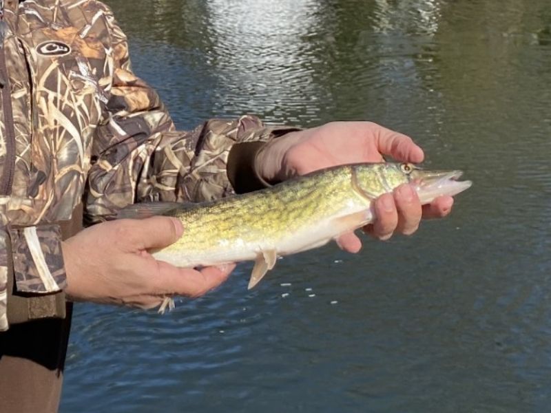 pickerel fishing chesapeake bay