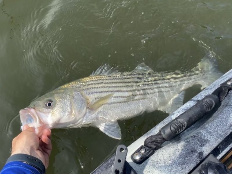 striped bass fishing chesapeake bay