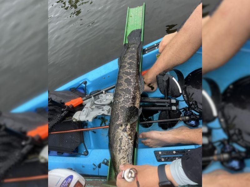 Snakehead fishing Chesapeake Bay