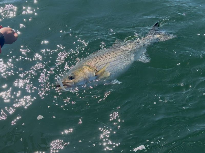 striped bass fishing chesapeake bay