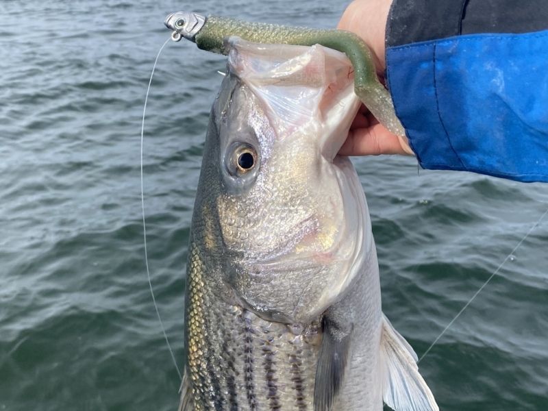 Striped bass fishing Chesapeake Bay