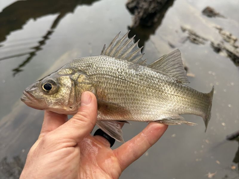 White perch fishing chesapeake bay