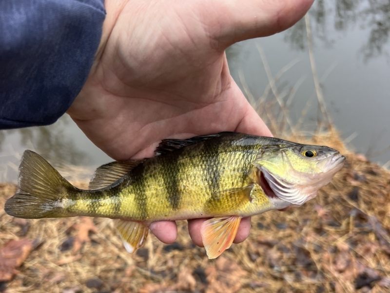 Spring yellow perch fishing