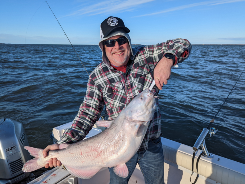 chesapeake blue catfish