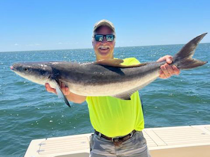 southern chesapeake cobia