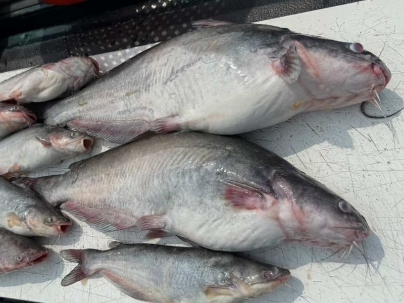blue catfish chesapeake bay invasive species